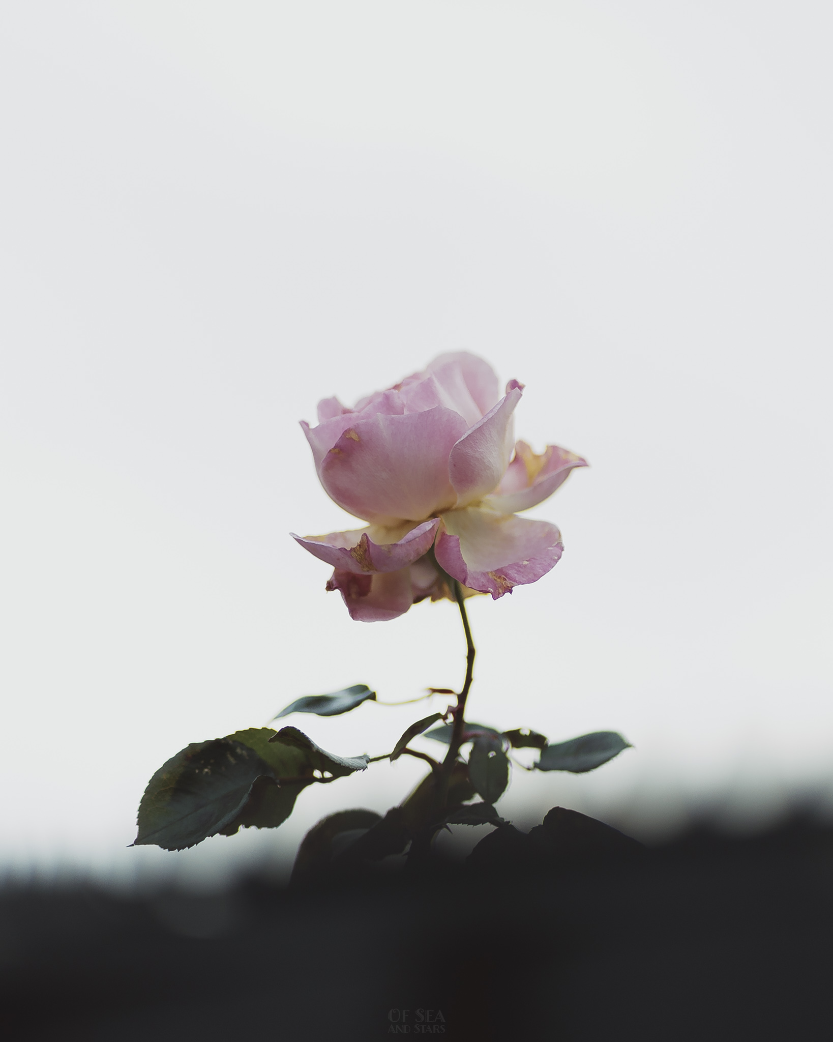 image 175