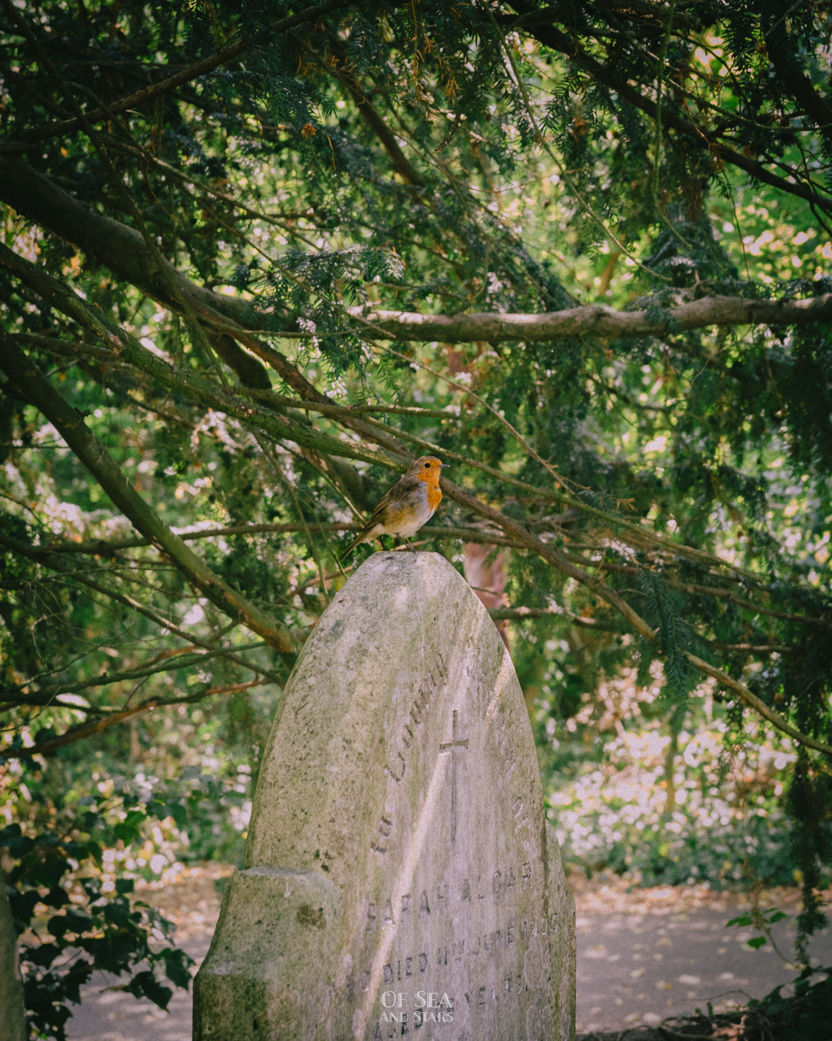 image 39