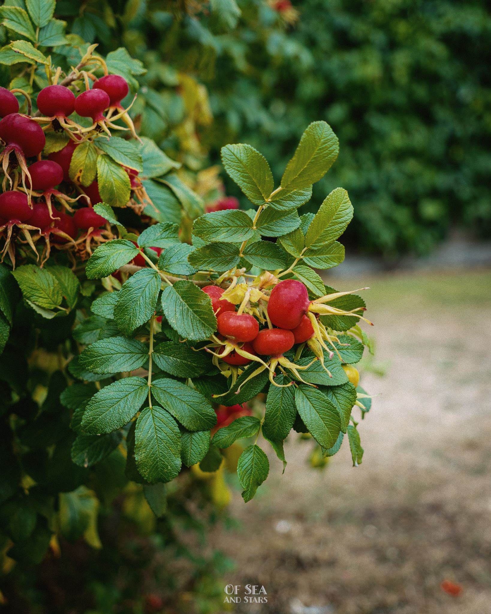 image 71