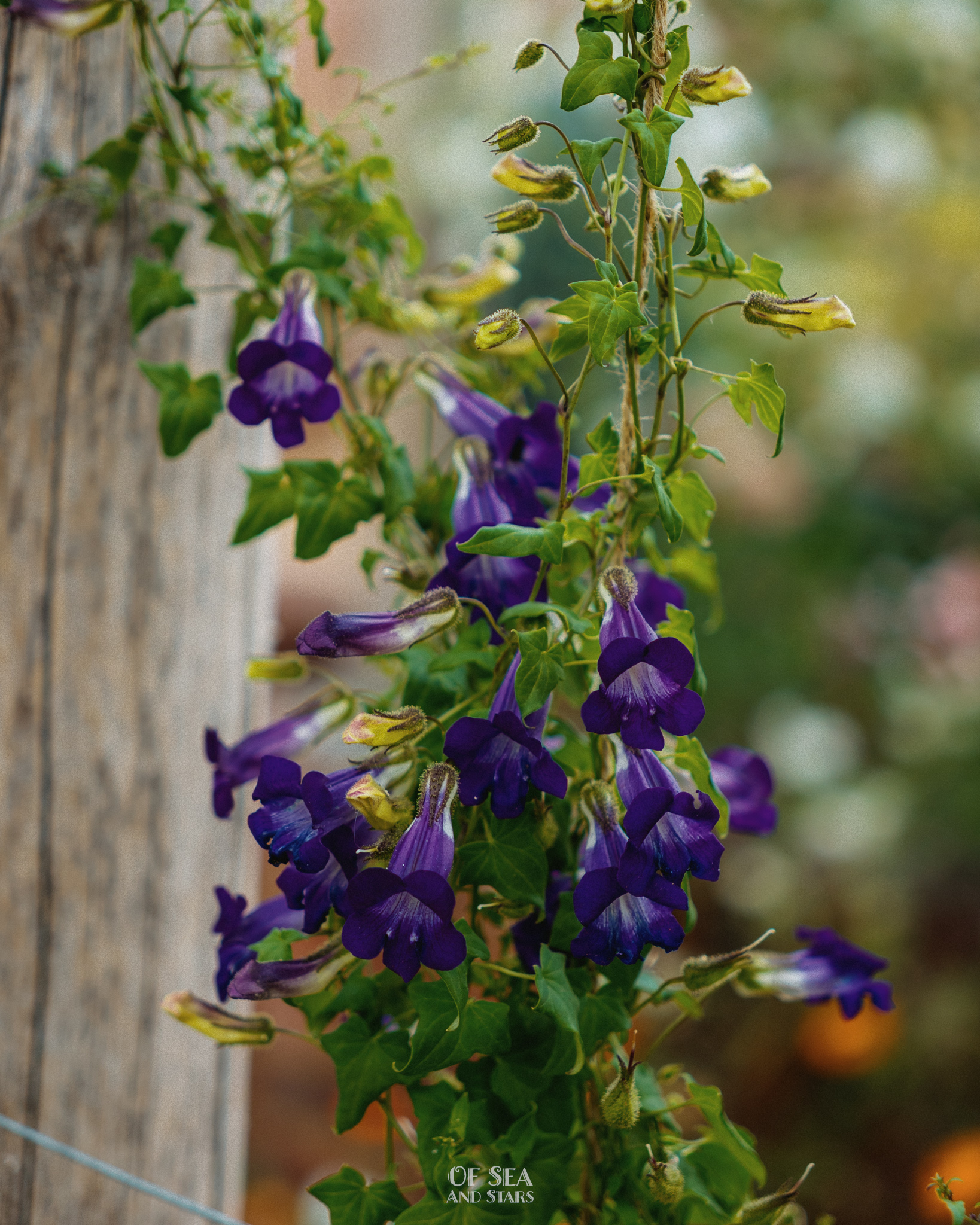 image 74