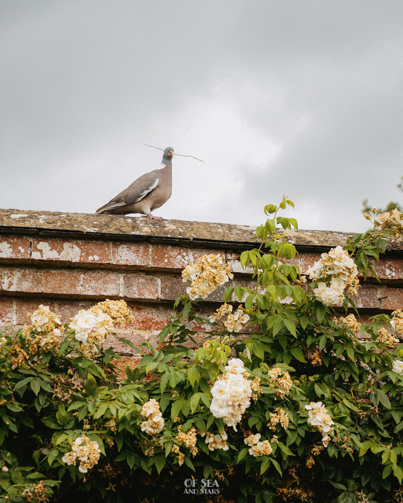 image 97